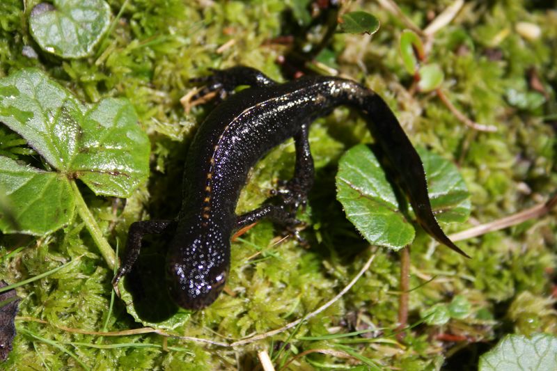 tritone alpino - Ichthyosaura alpestris alpestris